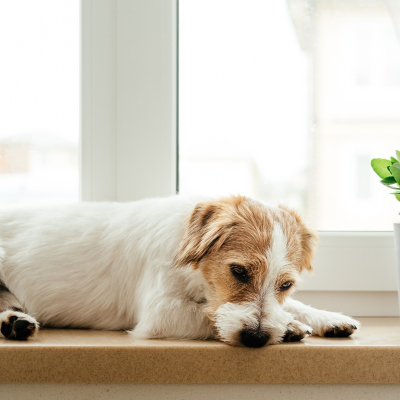 Saumon pour chien: est-ce une bonne id&eacute;e?