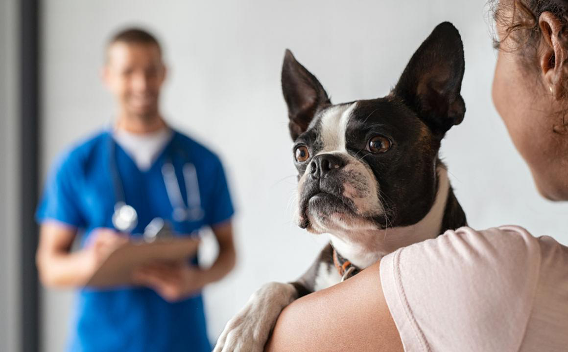 Anaplasma en perros: qu&eacute; debes saber