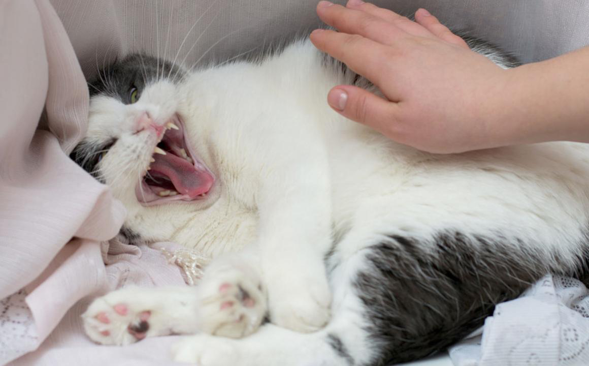 Gatto aggressivo: tipi di reattivit&agrave; e consigli