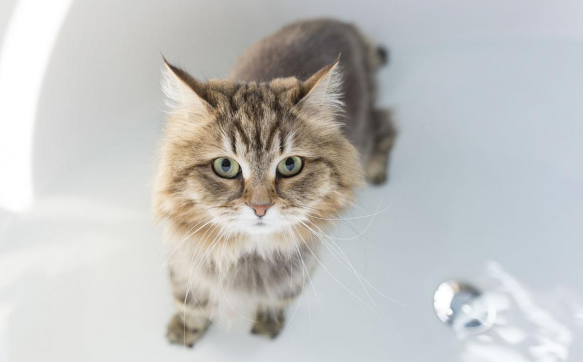 8 consejos para ba&ntilde;ar a un gato