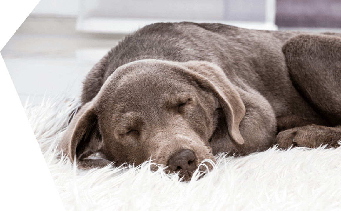 Tu perro y el sue&ntilde;o