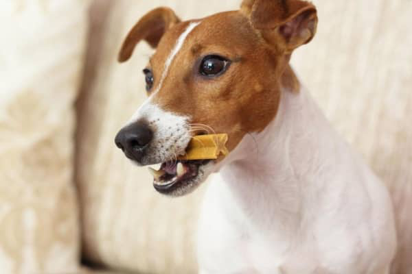 Zobu tīrī&scaron;ana sunim soli pa solim&nbsp;