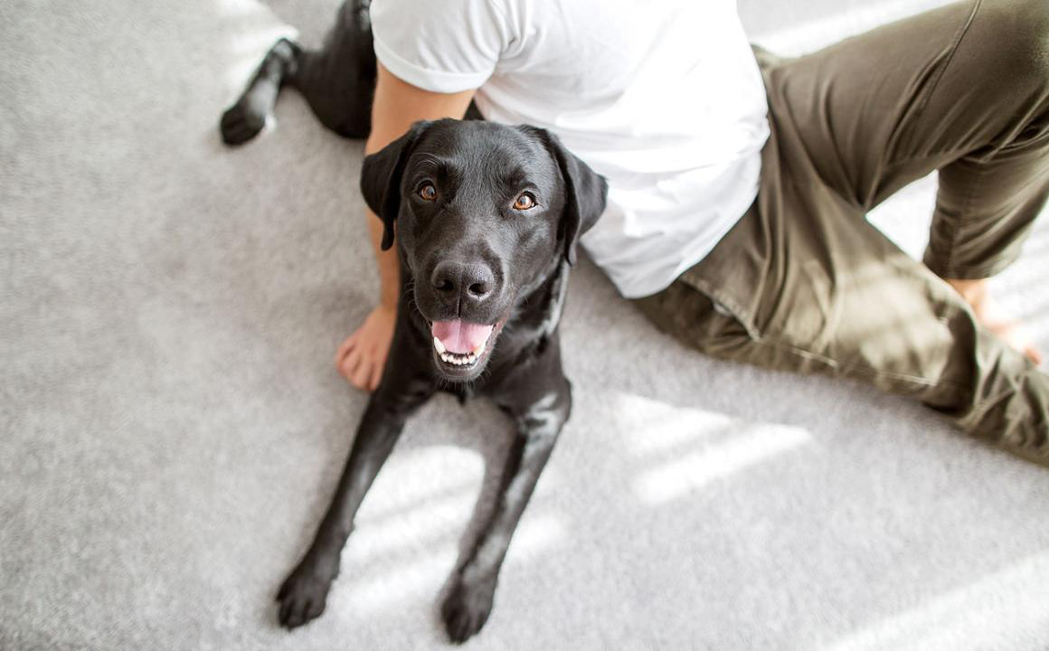 Residencia canina: qu&eacute; tener en cuenta antes de dejar a tu perro