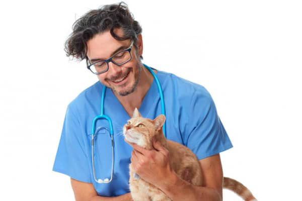 Mon chat a des pellicules, comment les traiter ?