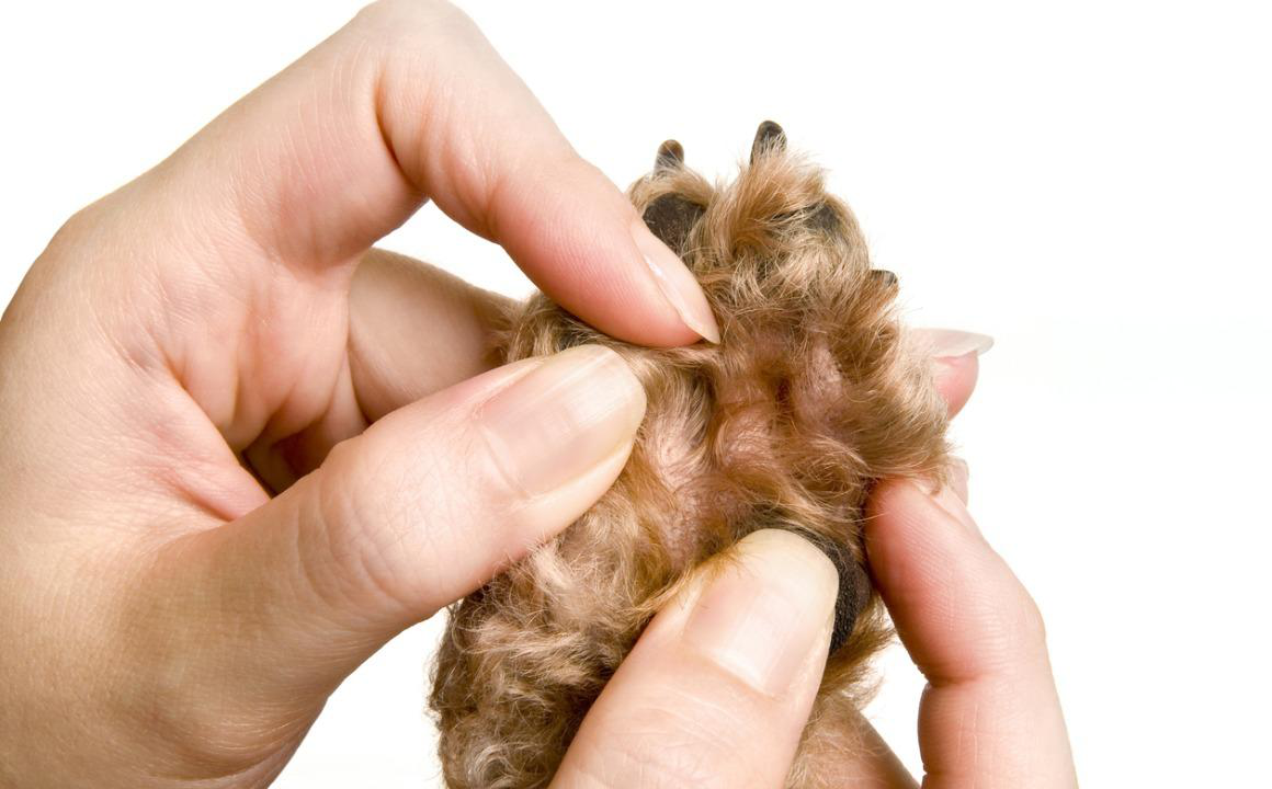 Almohadilla de perro inflamada, &iquest;qu&eacute; hacer?