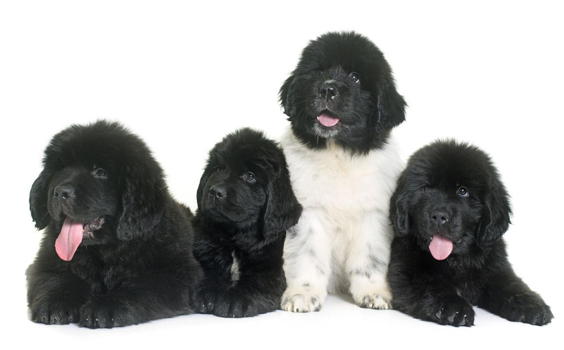 El cachorro terranova