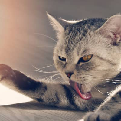 KEDİLERDE DERMATİT: NEDENLERİ, BELİRTİLERİ VE TEDAVİSİ