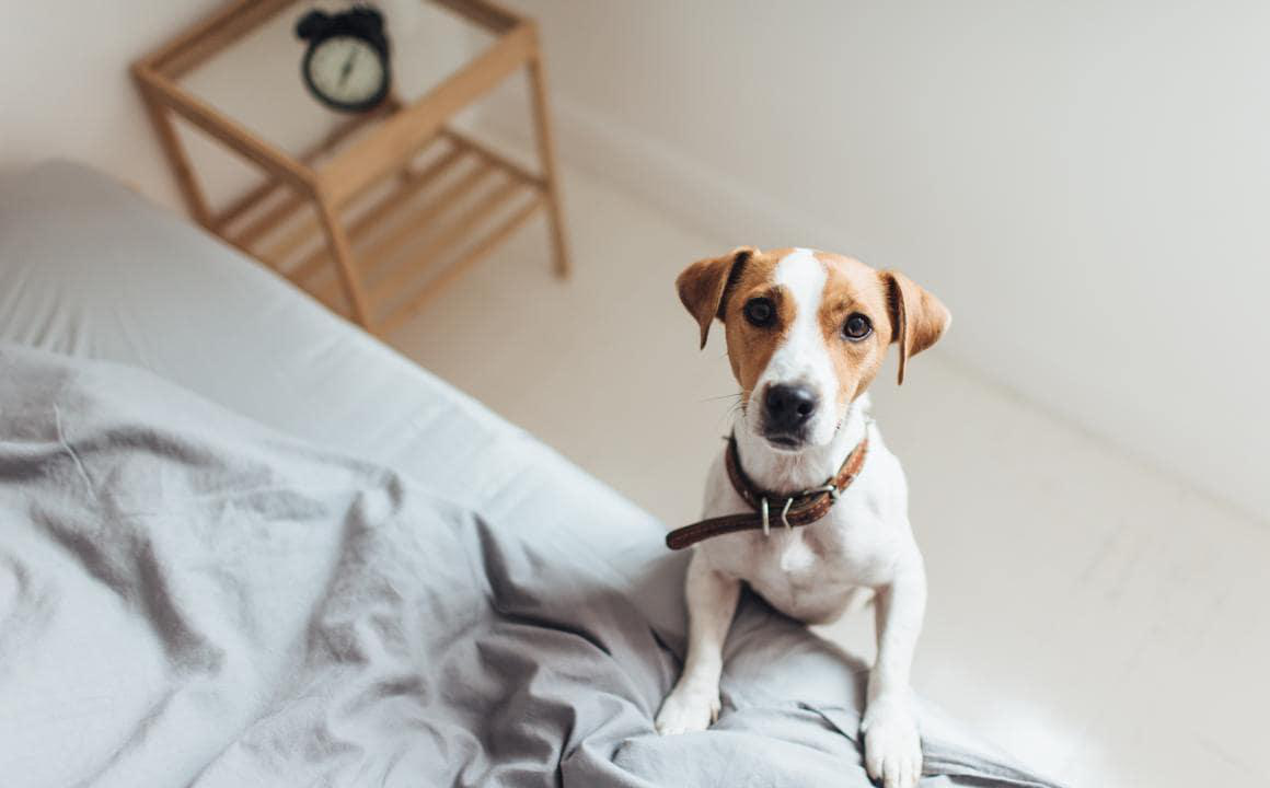 PERCH&Eacute; IL CANE TREMA?