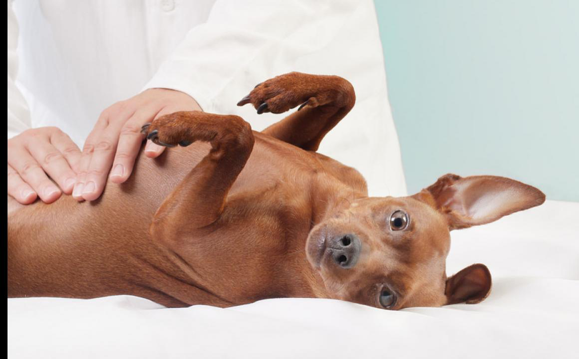 Occlusione intestinale nei cani: cause, sintomi e rimedi