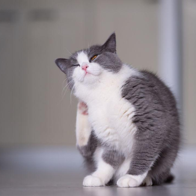 &Psi;&Omega;&Rho;&Alpha; &Gamma;&Alpha;&Tau;&Alpha;&Sigma;: &Epsilon;&Iota;&Delta;&Eta;, &Sigma;&Upsilon;&Mu;&Pi;&Tau;&Omega;&Mu;&Alpha;&Tau;&Alpha; &Kappa;&Alpha;&Iota; &Sigma;&Upsilon;&Mu;&Beta;&Omicron;&Upsilon;&Lambda;&Epsilon;&Sigma;