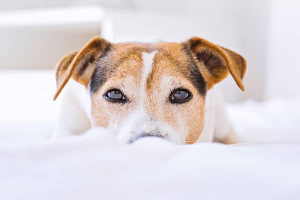 K&ouml;pek g&ouml;z enfeksiyonu nasıl tedavi edilir