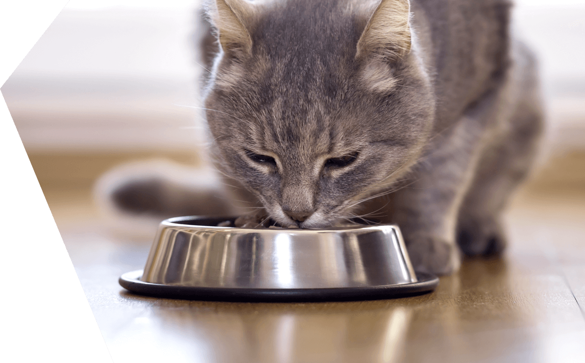 A ALIMENTA&Ccedil;&Atilde;O DO GATO