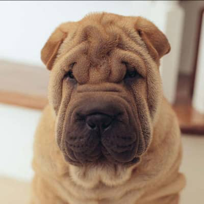 C&acirc;inele Shar Pei. Caracteristici și curiozități