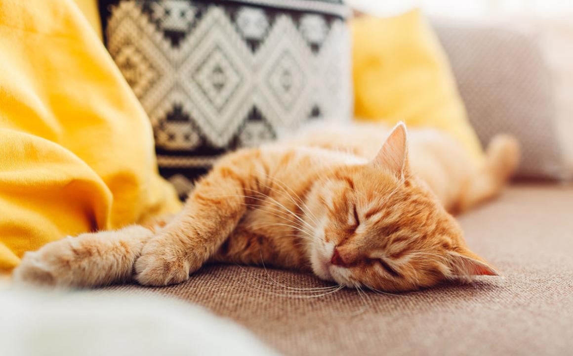 &iquest;Qu&eacute; es el calicivirus felino y cu&aacute;les son sus s&iacute;ntomas?