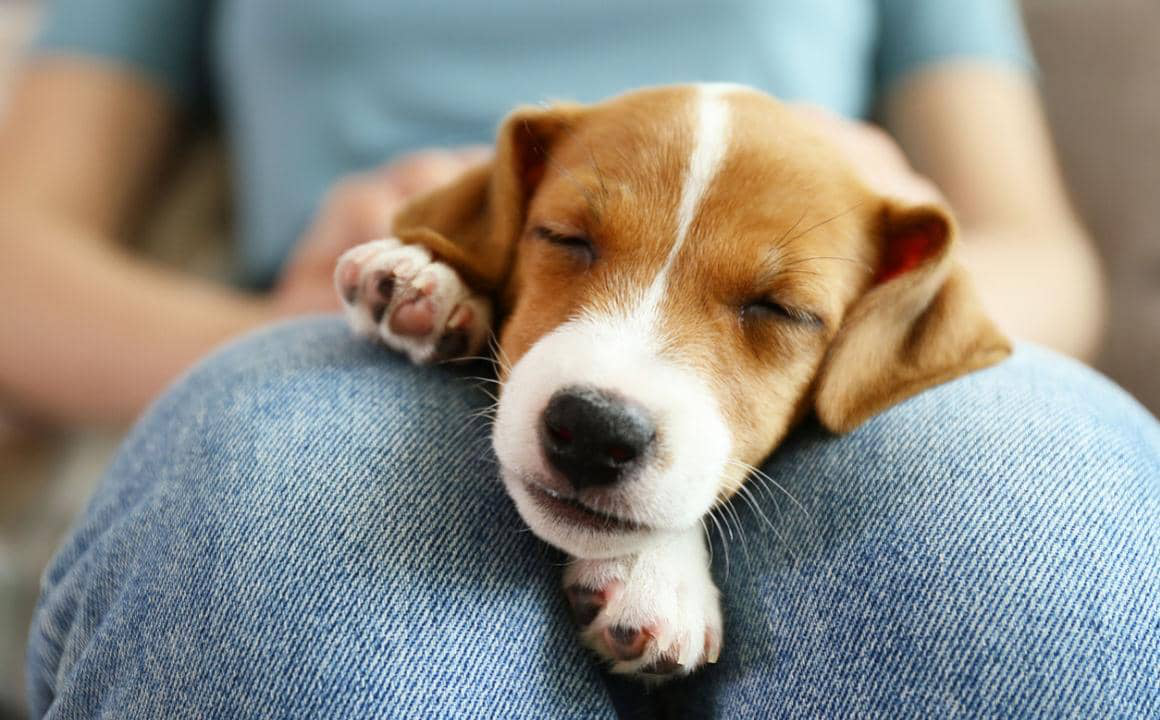 Les vers chez le chiot : origine, sympt&ocirc;mes et traitement