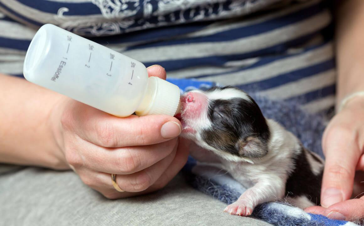 Cani neonati: 6 consigli su come prendersi cura di loro