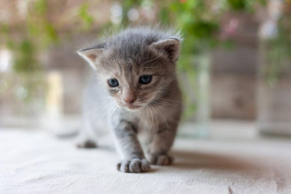 Combien de temps faut-il aux chatons pour ouvrir les yeux?