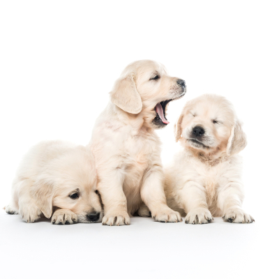 Vaccini cucciolo di cane, cosa considerare