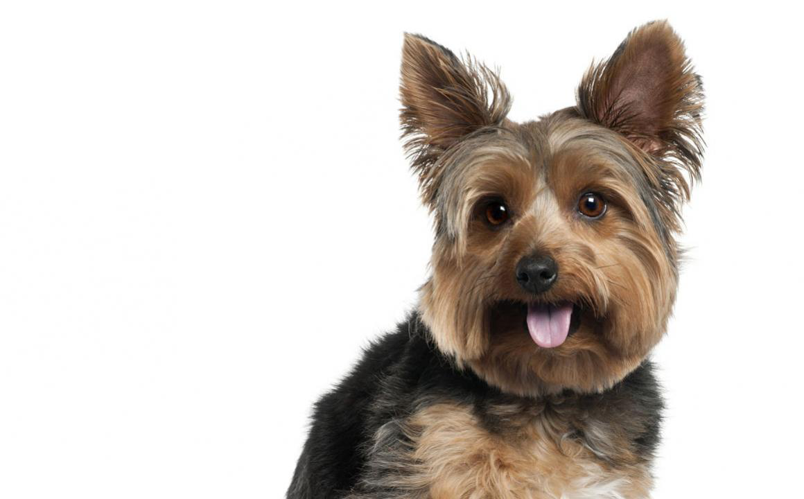 Alimentazione per prevenire l'anemia nel cane