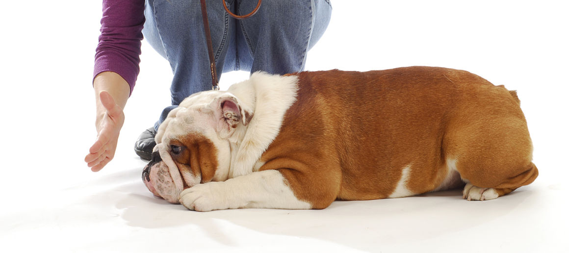 come-addestrare-un-cane-adulto-2.jpg