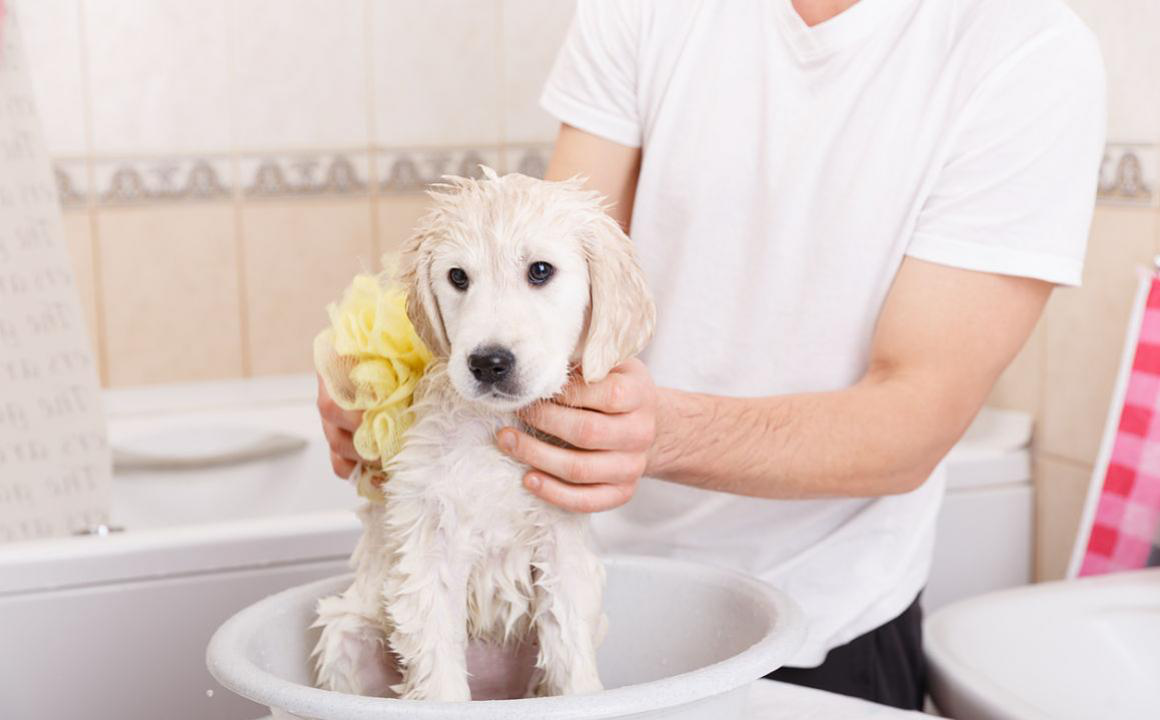 Pourquoi est-ce que mon chien sent mauvais ?