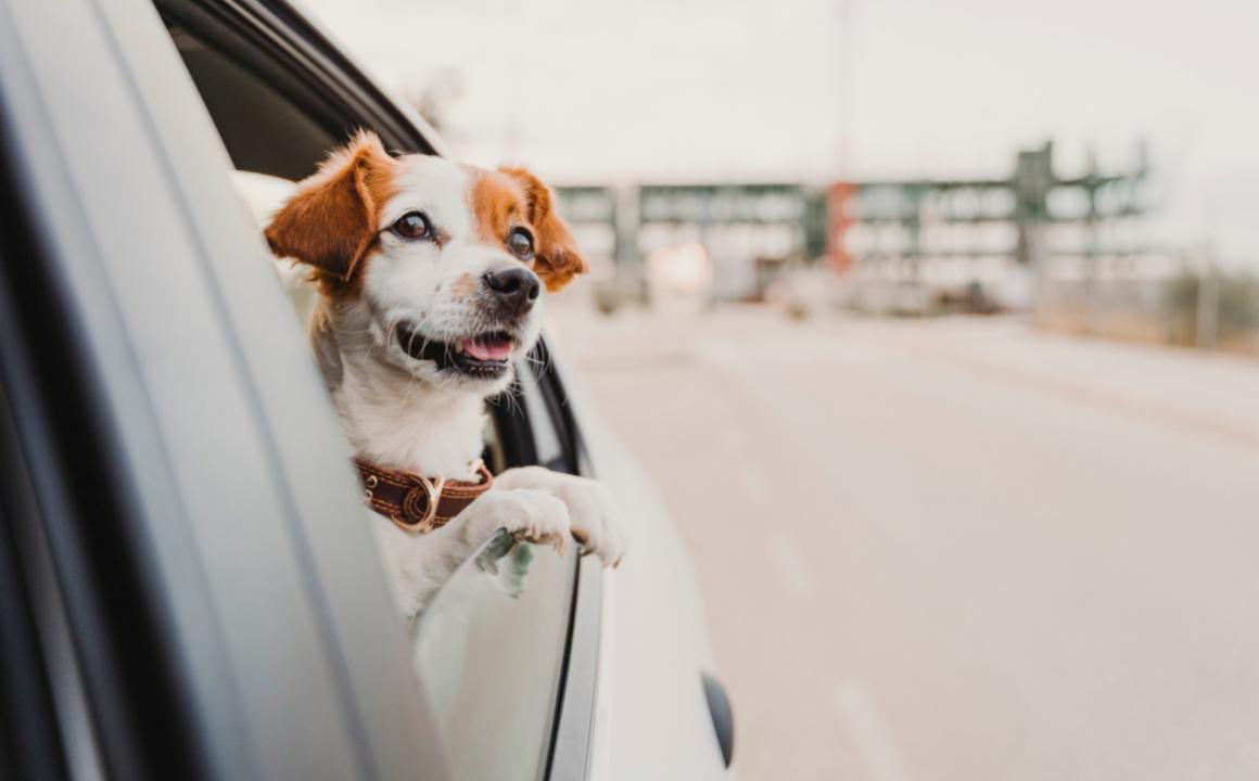 Viajar en coche con perros: 7 consejos clave