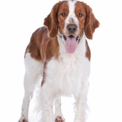 Salm&oacute;n para perros, &iquest;es bueno?