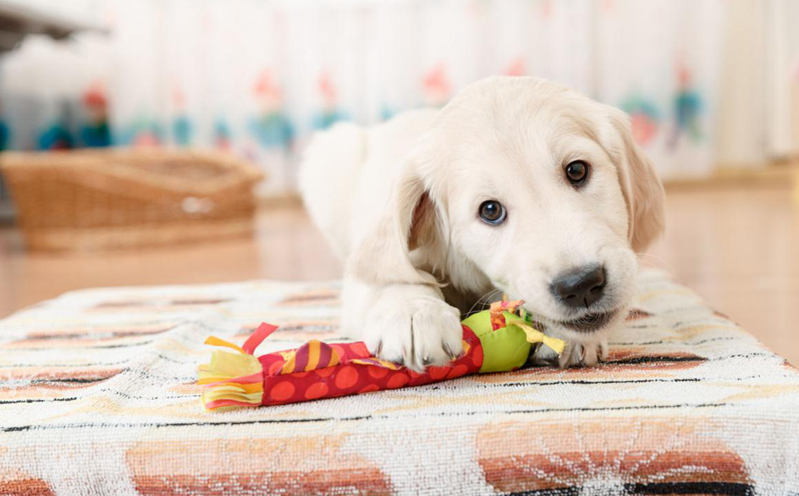 Chiot qui mordille les mains : quelle en est la signification ?&nbsp;