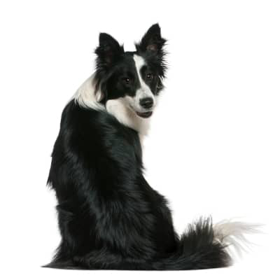 Descubre el papel del nervio vago en el bienestar de tu perro