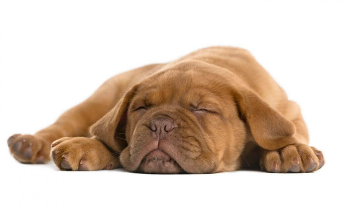 Est-ce que mon chien dort beaucoup ? Le cycle du sommeil chez le chien