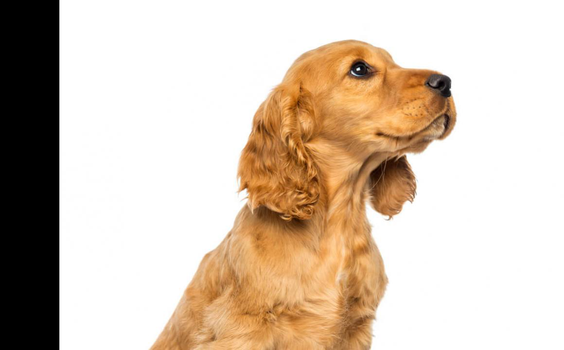 Comment emp&ecirc;cher un chiot de mordre : 4 astuces de dressage