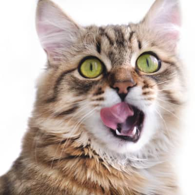 Los dientes del gato: as&iacute; puedes cuidar su salud