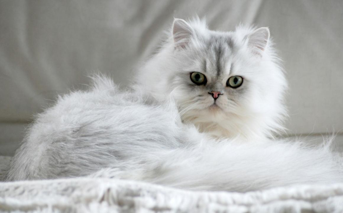 &iquest;Cu&aacute;les son los cuidados que requiere un gato persa?