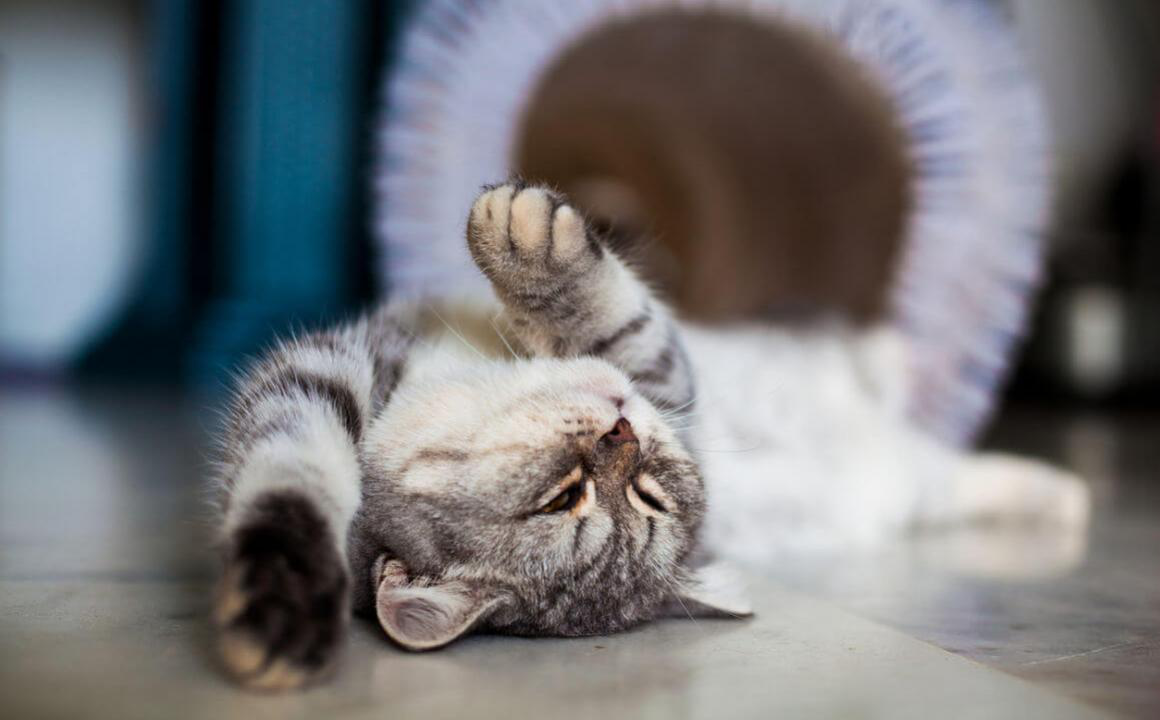 L'anatomia del gatto