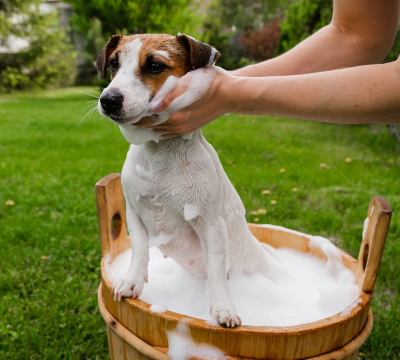 Cu&aacute;ndo se pueden ba&ntilde;ar los cachorros: pautas a elegir