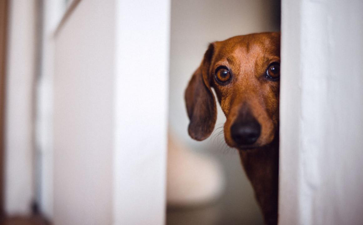 &iquest;C&oacute;mo pasear a un perro miedoso?