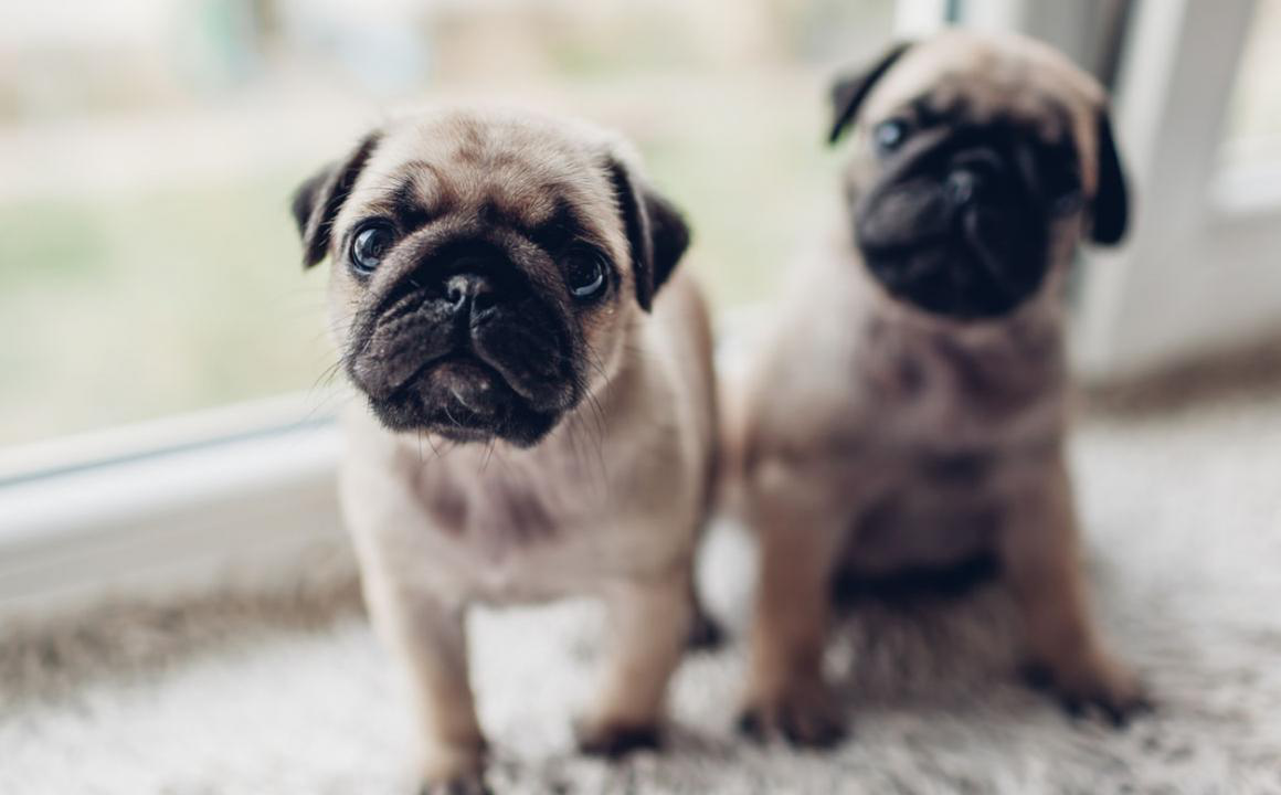 El confinamiento por el COVID-19 y tu cachorro: c&oacute;mo cuidar de &eacute;l