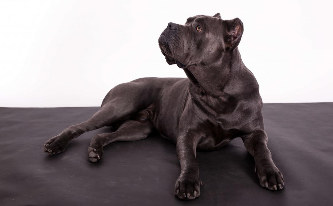 Qu&eacute; obligaciones legales tienes si tu perro es de una raza potencialmente peligrosa