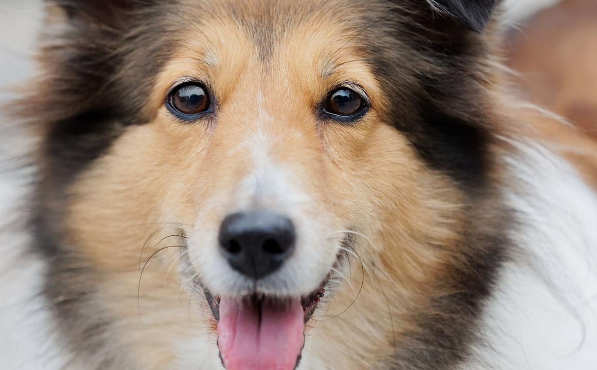 Cataracte du chien, qu&rsquo;est-ce que c&rsquo;est et comment l&rsquo;identifier ?