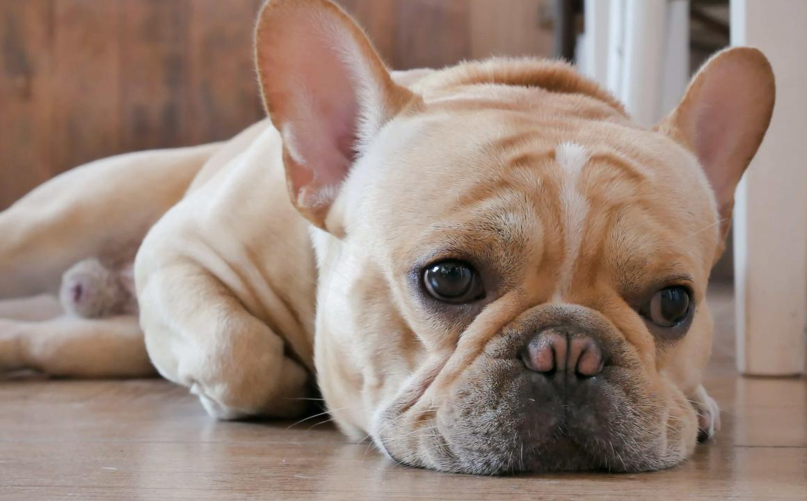 Mon chien ne mange pas : que faire quand votre chien refuse de manger ?