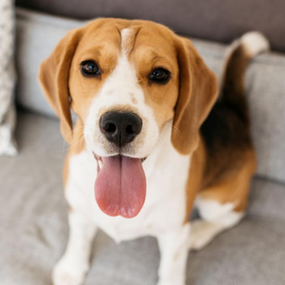 C&acirc;inele Beagle