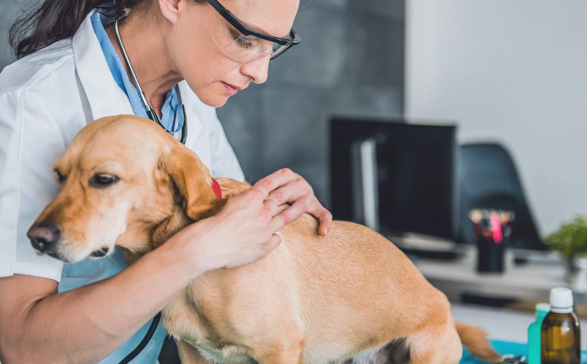 Acne canina: porque aparece