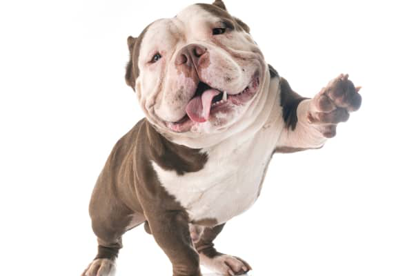 A mi perro le fallan las patas delanteras: causas y soluciones