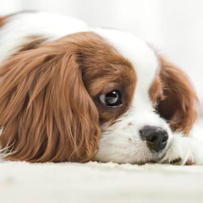 Perro con depresi&oacute;n: &iquest;pueden sufrir depresi&oacute;n los perros?