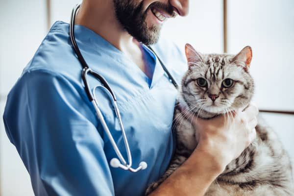 Qu&eacute; antibi&oacute;ticos para gatos son los m&aacute;s habituales