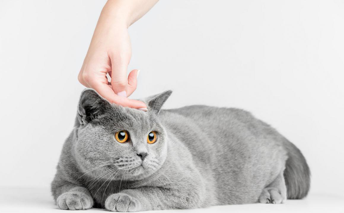 Di quali cure ha bisogno un gatto castrato?