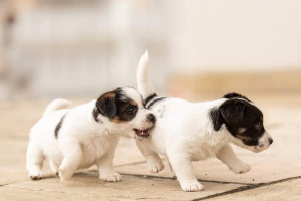 Educare un cucciolo di cane: come fare?