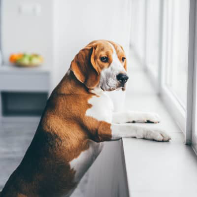 Doggie Alzheimer's Syndrome