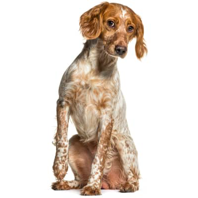 Mi perro cojea, &iquest;qu&eacute; hago?