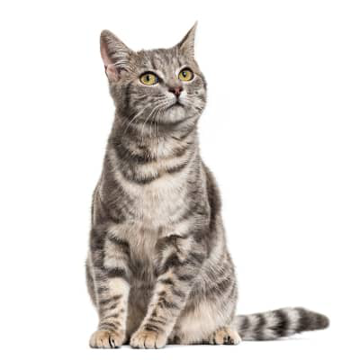 Estornudos en gatitos: &iquest;a qu&eacute; se deben?